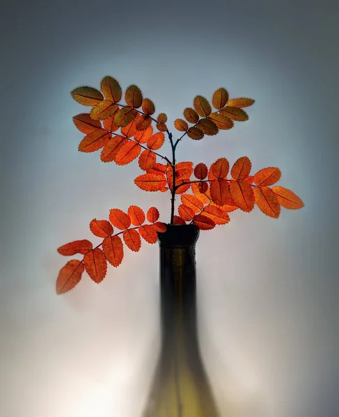 Autumn still life Royalty Free Stock Photos