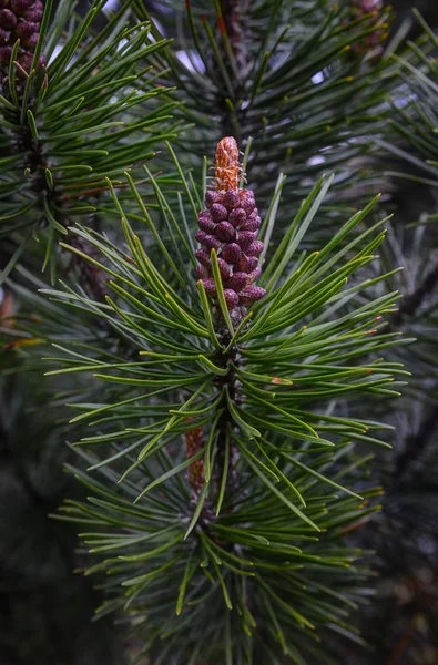 Branch of pine tree — Stock Photo, Image