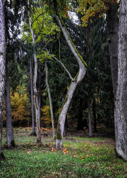 Nemunas Bölgesel Parkı Döngüledi — Stok fotoğraf