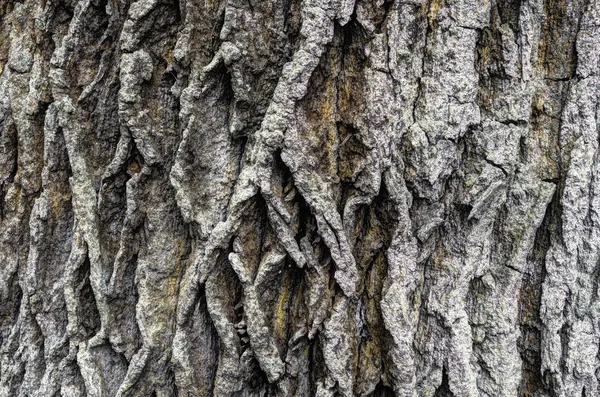 La vecchissima corteccia di quercia . — Foto Stock