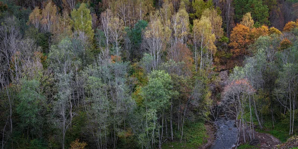 Bosque de otoño en Lituania — Foto de Stock