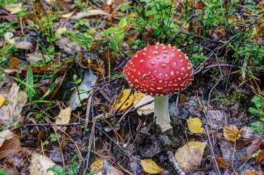 Çam ormanındaki sineksi mantarlara yakın çekim. 