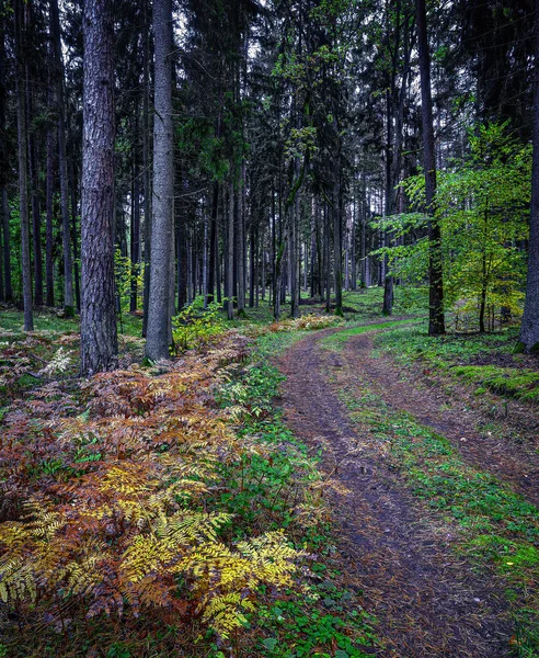 Scarpa Trova Nell Alytus Eldership Villaggio Panemuninkai Foresta Punia Nella — Foto Stock