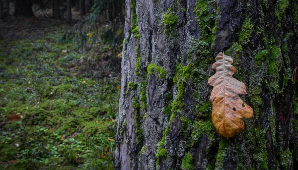 Eski Çam Sandığı Yosunla Kaplı Kuru Meşe Yaprağı — Stok fotoğraf