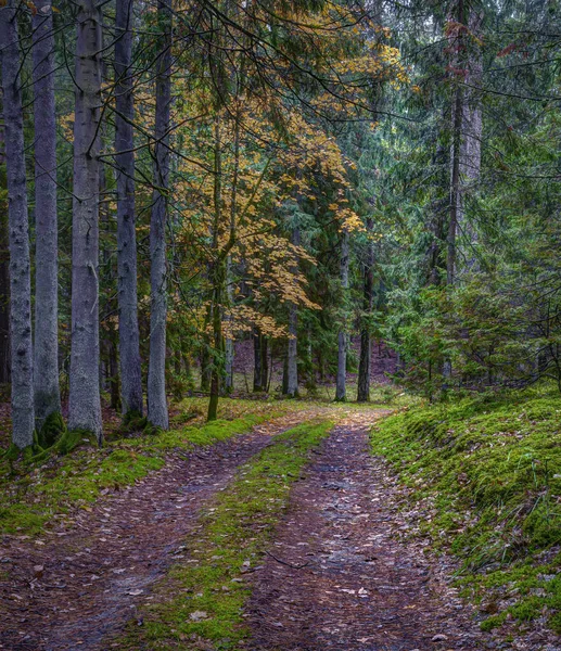 Scarpa Trova Nell Alytus Eldership Villaggio Panemuninkai Foresta Punia Nella — Foto Stock