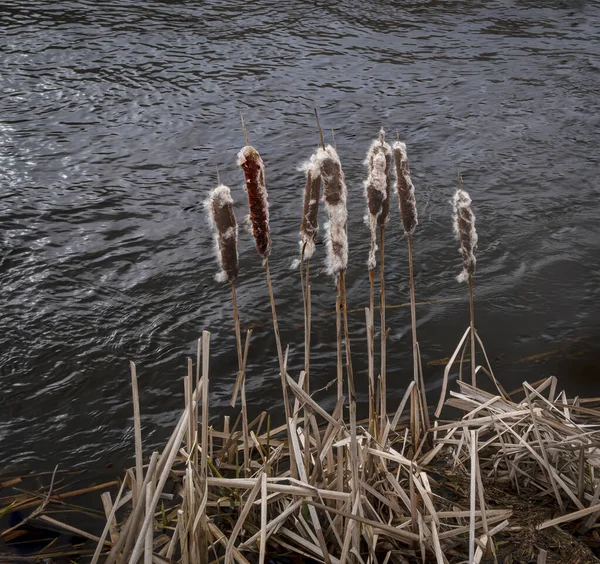 Cattails River Stream March Windy Midday — Stock Photo, Image