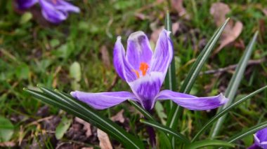 Bahar tarlası kapanır.