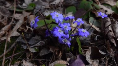 Hepatica çiçekleri.