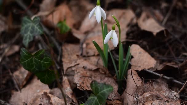 Flor Primavera Brisa Leve — Vídeo de Stock