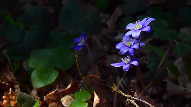 Hepatica květiny 1 — Stock video