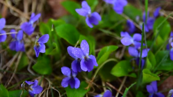 Viola odorata — Vídeo de Stock