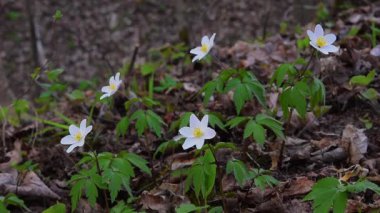 Çiçek açan vahşi Anemone nemorosa