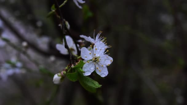 Ciruela de cereza — Vídeo de stock