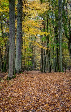 Punia Ormanı, Nemunas Bölgesel Parkı Botanik-Zoolojik Rezervinde, Nemunas Nehri 'nin sol kıyısında.