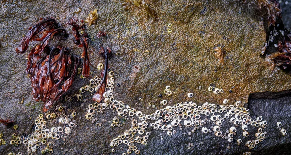 Červené Řasy Balanusové Skořápky Mokrá Skála Příliv Odliv Atlantic Ocean — Stock fotografie