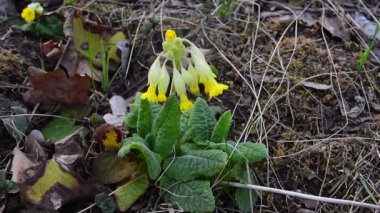 Primula veris