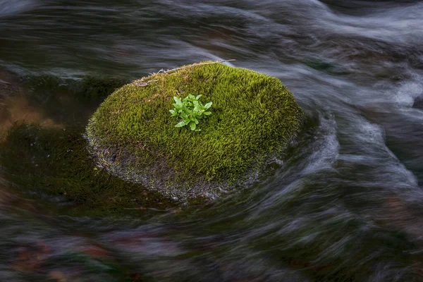 Het Mos Bedekt Rotsblok Wilde Kreek Waterstroom Cognitieve Route Van — Stockfoto