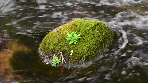 The moss covered boulder in a water stream — Stock Video