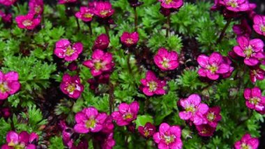 Yağmur sonrası, Saxifraga Rosenzwerg