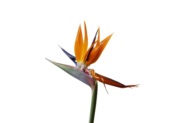 Królewski kwiat Strelitzia — Zdjęcie stockowe