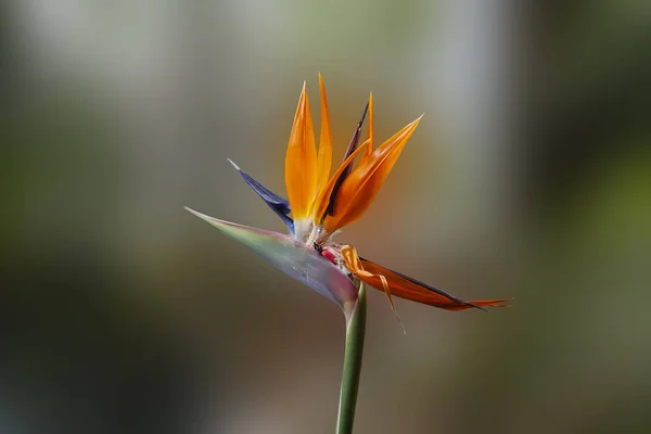 Strelitzia royal flower — Stok fotoğraf