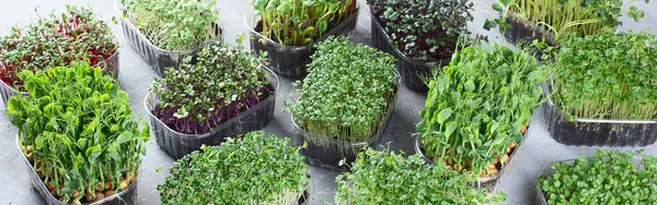 Différenciez Les Types Microgreens Mixtes Dans Des Plateaux Sur Fond — Photo