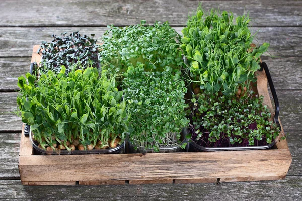 Mixed Microgreens Trays Wooden Background — 图库照片