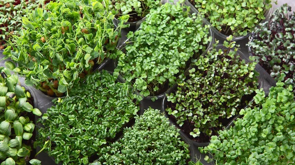 Tipos Diferentes Microgreens Mixtos Bandejas Sobre Fondo Gris Vista Superior — Foto de Stock