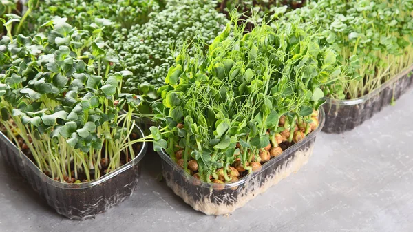 Differend Types Mixed Microgreens Trays Grey Background — 图库照片