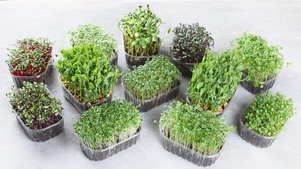 Différencier Les Types Microgreens Mixtes Dans Des Plateaux Sur Fond — Photo