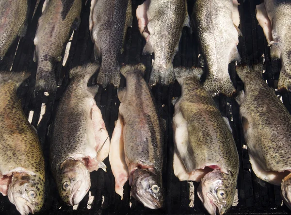 Öring på grillen — Stockfoto