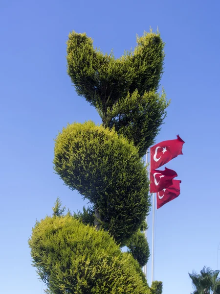 Turkish flags and a tree — Stock Photo, Image