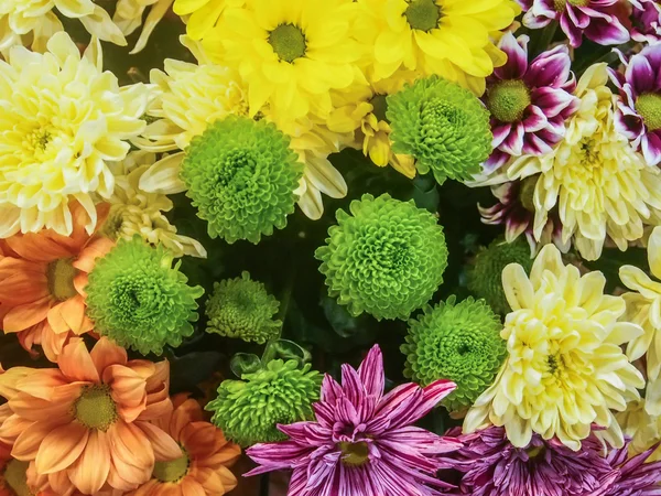 Çiçekler, krizantem 