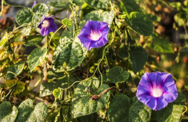 Güneşli renkli Petunya