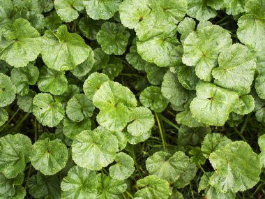 Bahçe ağaç ebegümeci