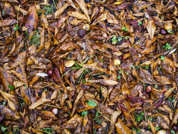 Падшие листья конского каштана — стоковое фото