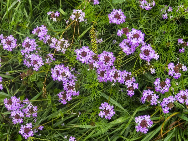 Alyssum blumen auf dem beet — Stockfoto