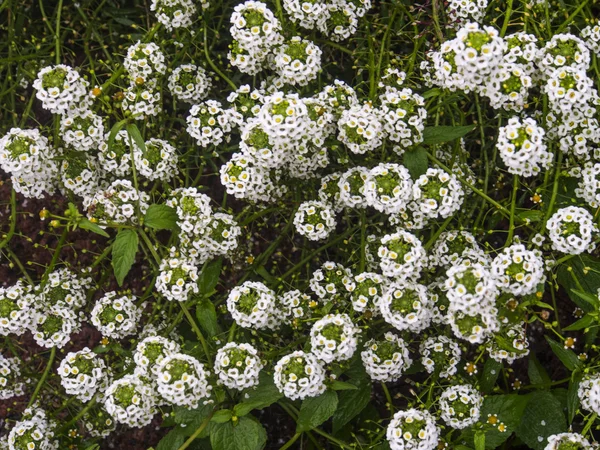 Alyssum çiçek yatakta — Stok fotoğraf