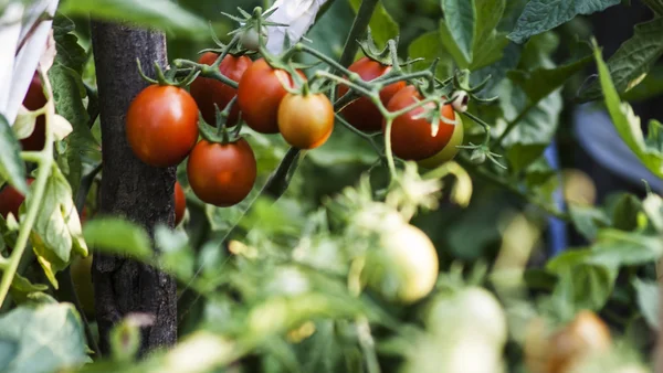 Tomaten op de plant — Stockfoto