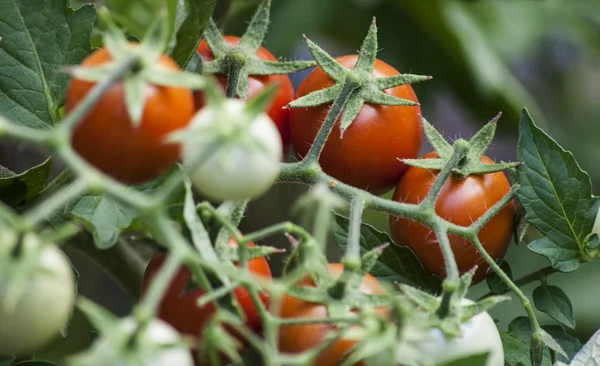 Tomaten op de plant — Stockfoto