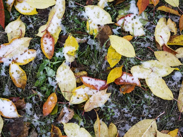 Опавшие листья, покрытые снегом — стоковое фото