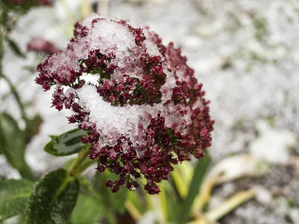 Blommor i snön — Stockfoto