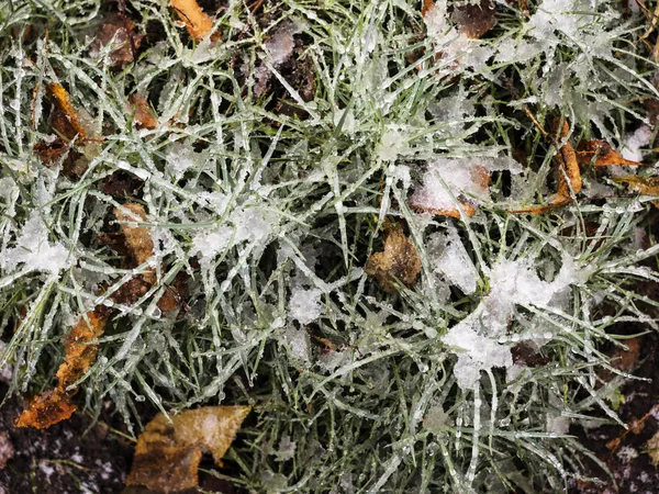 Grün schönes Gras und weißer Schnee — Stockfoto