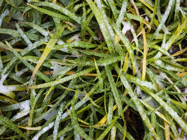 Zöld gyönyörű fű és a fehér hó — Stock Fotó