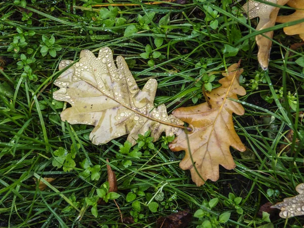 Az őszi Időjárás — Stock Fotó