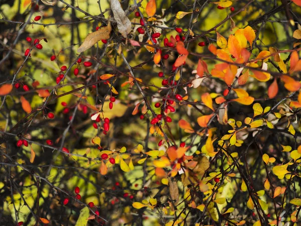 Baga de Cornus mas — Fotografia de Stock