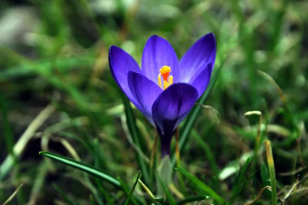 A kék crocus — Stock Fotó