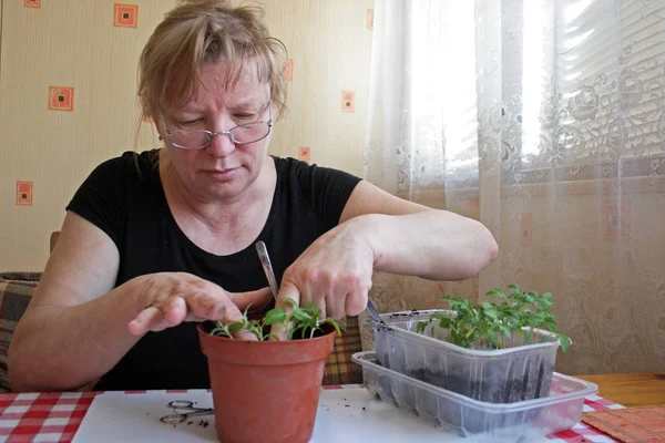 Kvinna delar upp plantorna — Stockfoto