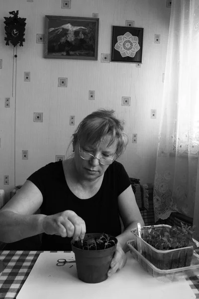 Senor kobieta dzieli sadzonki — Zdjęcie stockowe