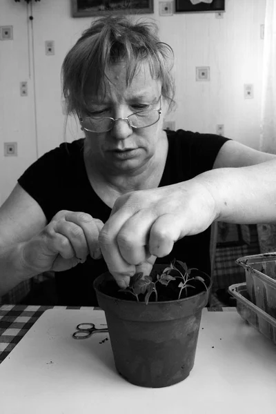Senor kvinna delar upp plantorna — Stockfoto
